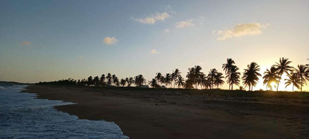 a group of palm trees on a beach with the ocean at Chalé Barra Sirinhaém in Sirinhaém