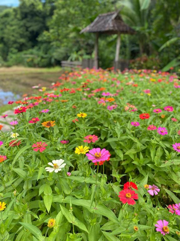 Zahrada ubytování Fern Resort Mae Hong Son