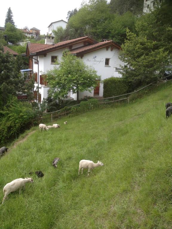 Fotografie z fotogalerie ubytování Bed & Breakfast La Val v destinaci Trin