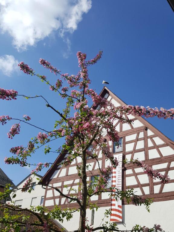 a tree with pink flowers in front of a building at Appartement am Stadtmuseum - ruhig und zentral gelegen in Bad Saulgau