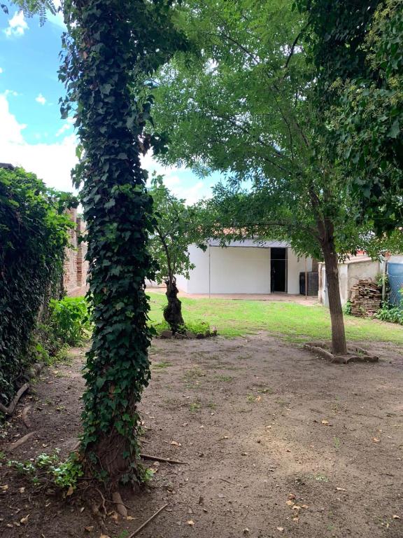 a tree covered in green ivy in a yard at Casa una habitación Mich VC Santa María de Punilla in Bialet Massé