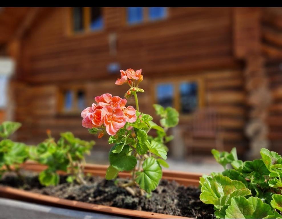 Zahrada ubytování Naturstammhaus Pauker
