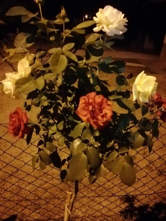 Zahrada ubytování Mala Kelja Lux