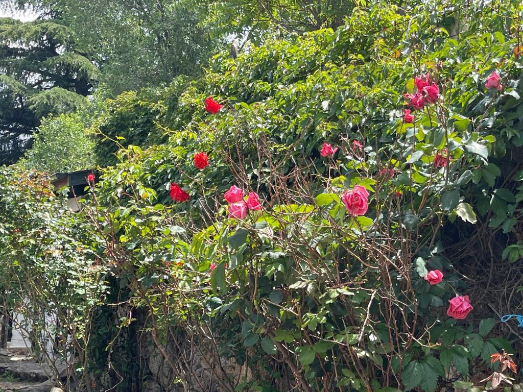 a bush of red roses in a garden at Fidelina V in Miraflores de la Sierra