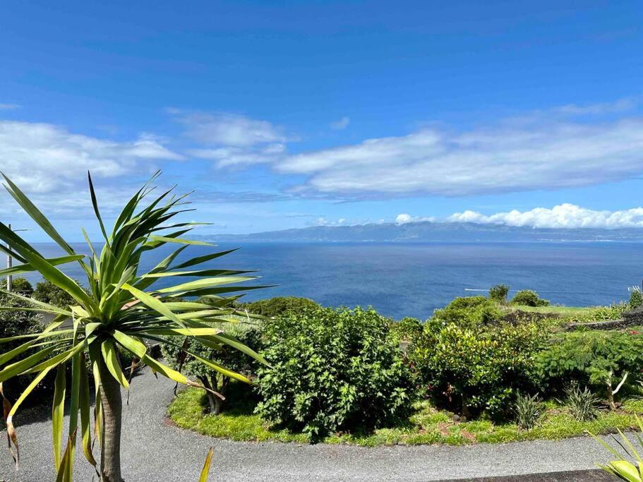 a palm tree in front of the ocean at Casa da Terra Alta in Santo Amaro