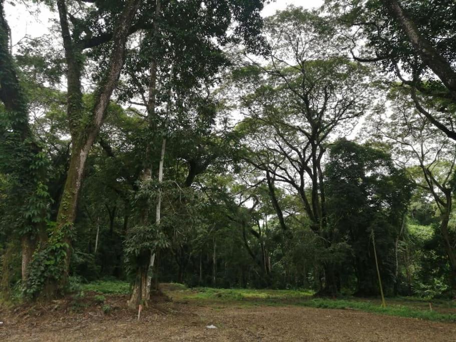 a forest filled with trees and a dirt road at Cabañas Mantas in Jacó