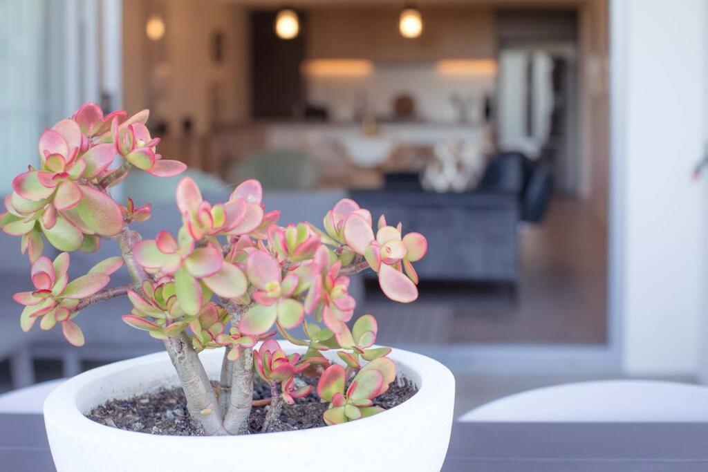 eine Topfpflanze mit rosa Blumen auf einem Tisch in der Unterkunft The Beach Oasis ~ Dune in Kingscliff
