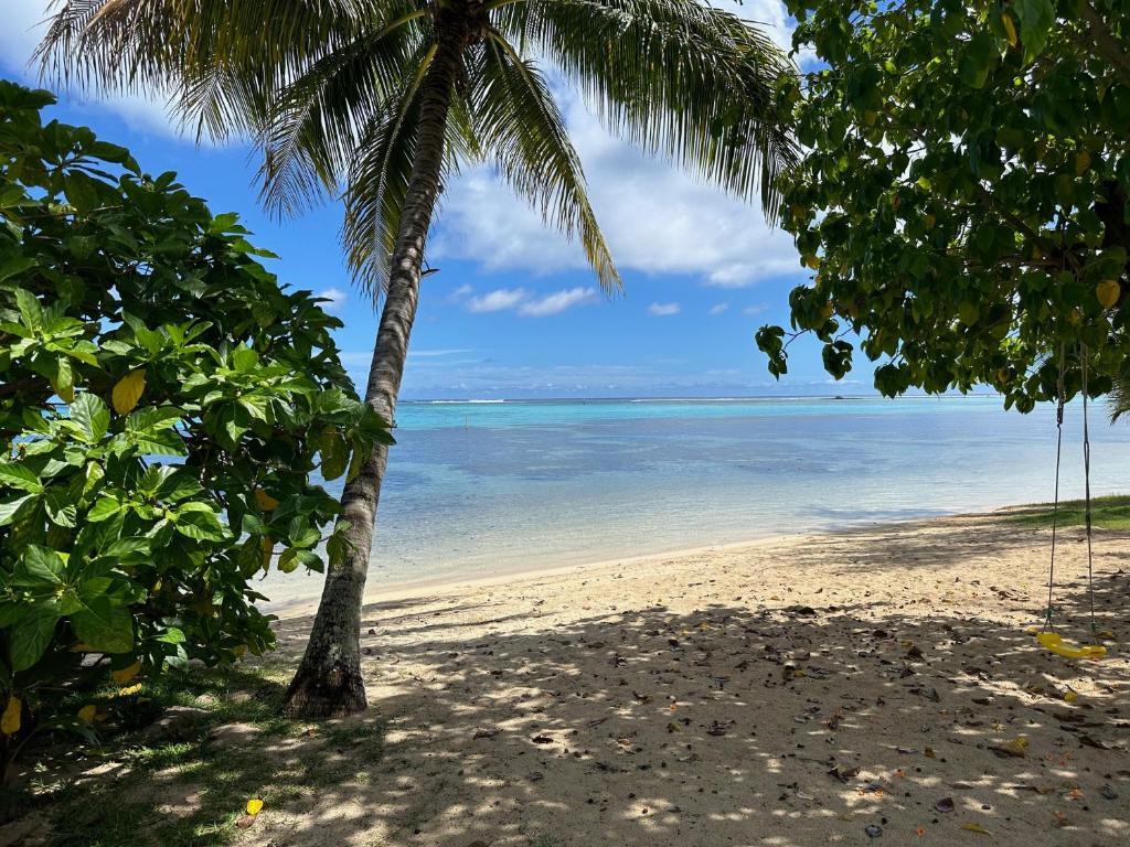 a beach with a palm tree and the ocean at Maison Moehau Iti in Moorea