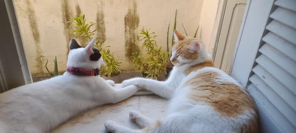 two cats sitting on the floor looking out a window at Mimi House in Rio de Janeiro