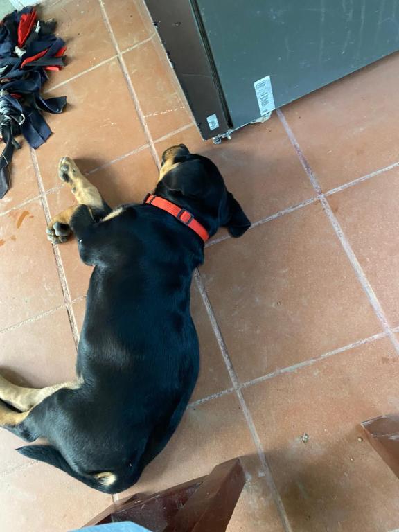a black dog laying on the floor at Pirates Arms Backpackers in Kampot