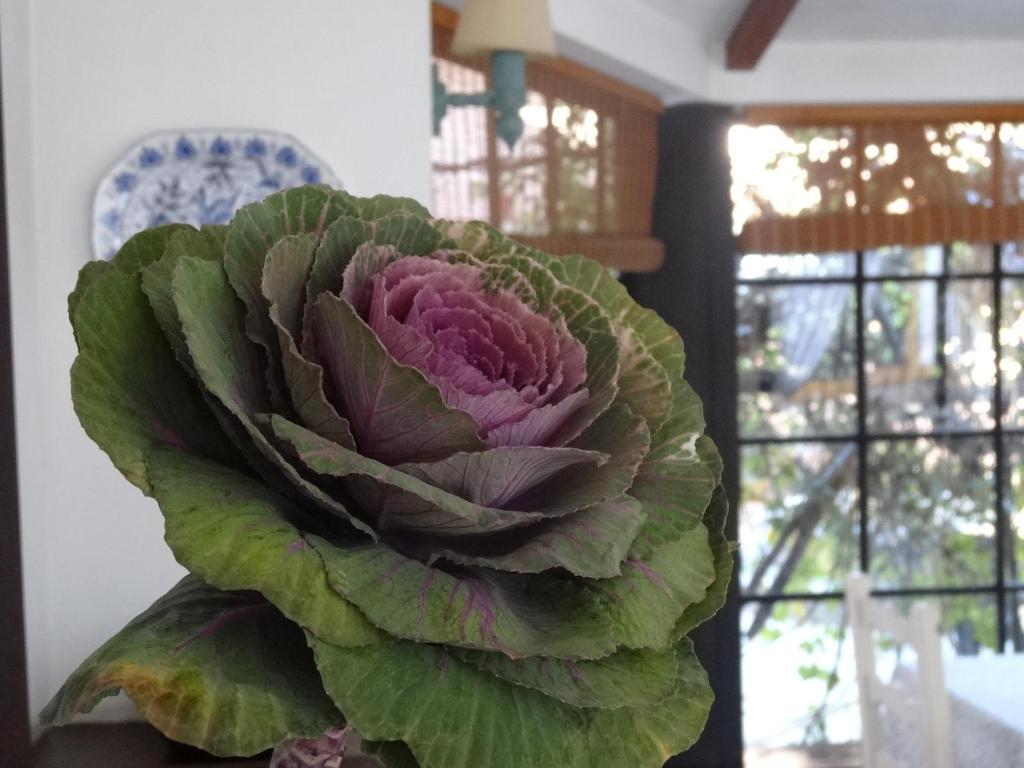 Fotografie z fotogalerie ubytování Posada de la Flor v destinaci Colonia del Sacramento