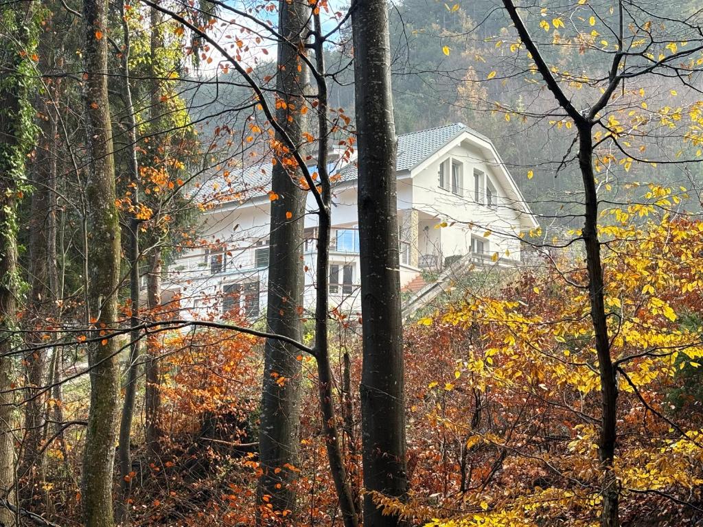 Biały dom na wzgórzu w lesie w obiekcie Ruhepol in den Voralpen 