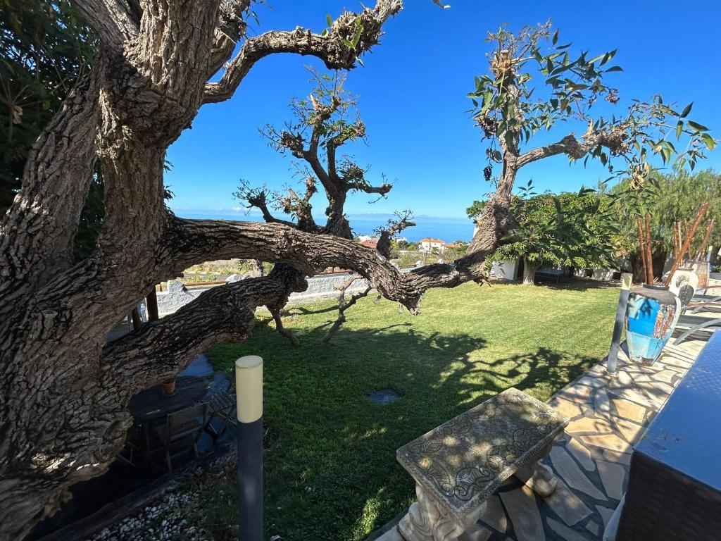サンタ・ウルスラにあるChalet en La Quintaのベンチ付き庭園の木