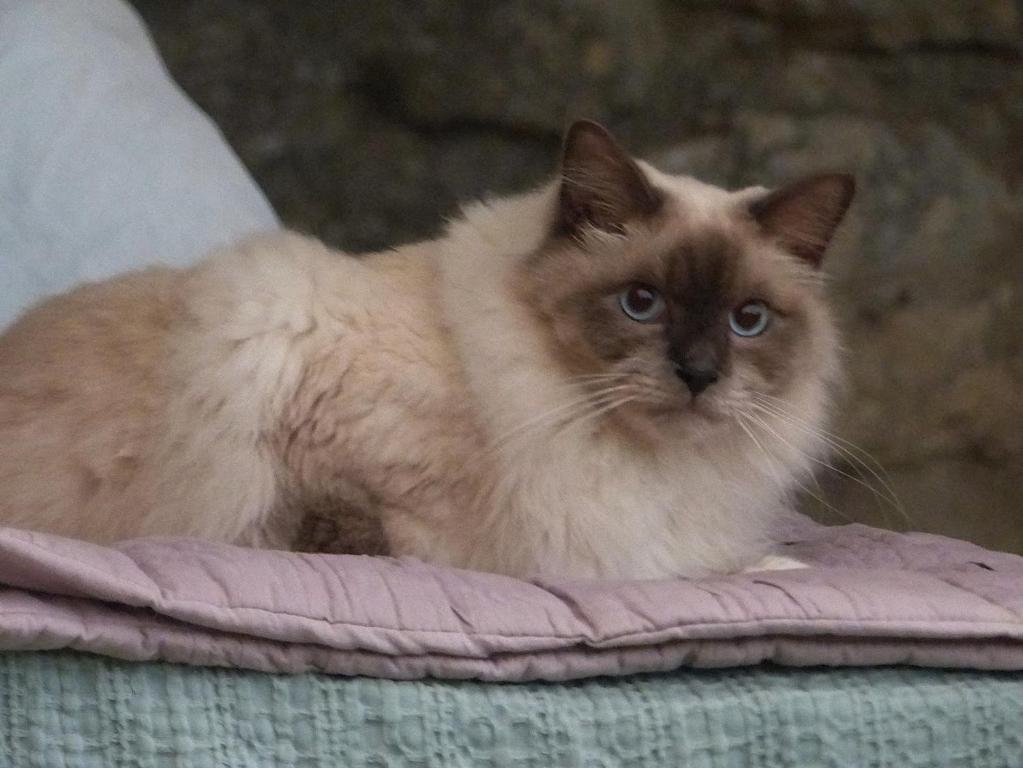Domácí mazlíčci ubytovaní s hosty v ubytování Le Chat Sur Le Toit