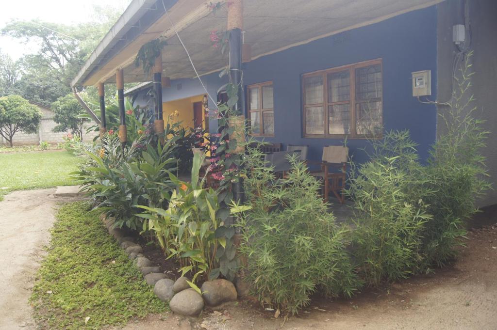 a blue house with plants in front of it at Blue Cactus Shanty in Moshi