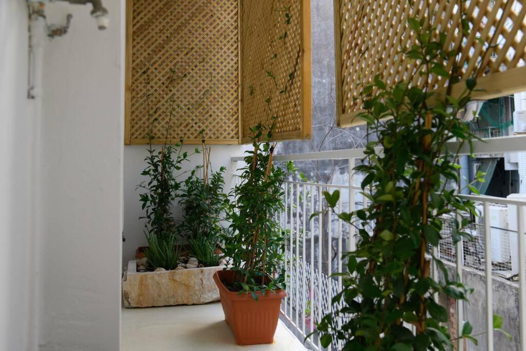 Zahrada ubytování San Rocco Suite