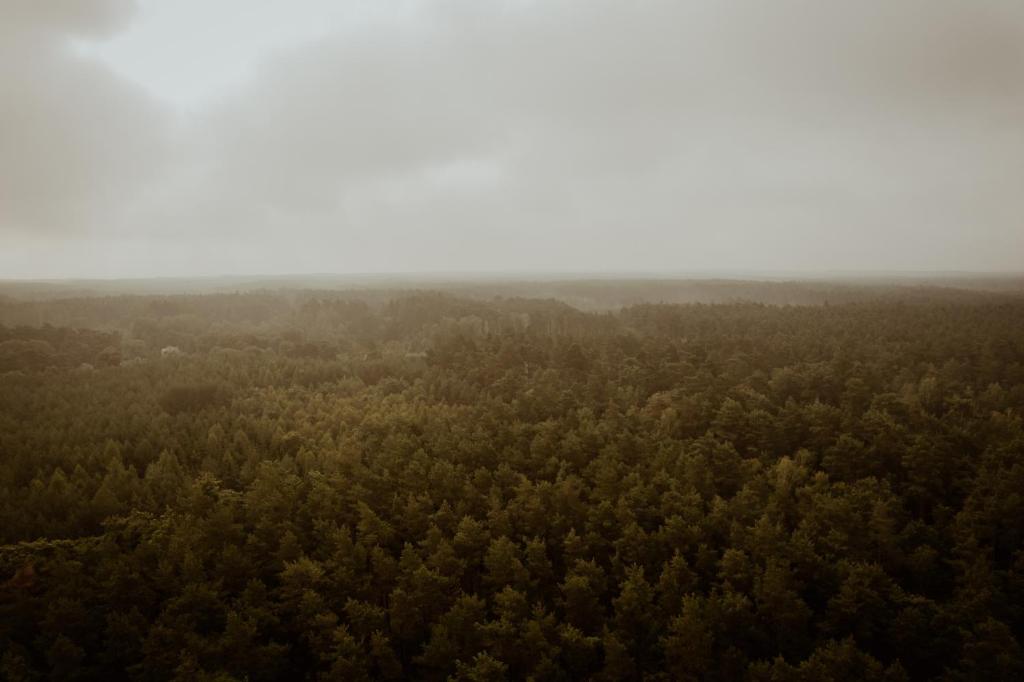 an aerial view of a forest of trees at Gościniec Chlebowy Zakątek 