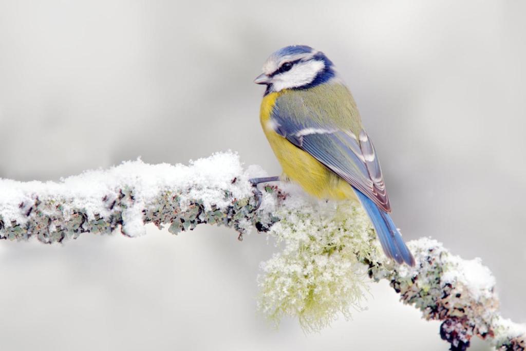 a bird perched on a branch covered in snow at Sublime forêt in Rendeux