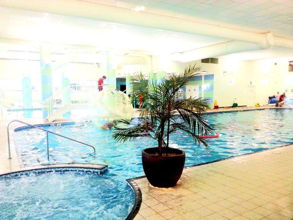 a large swimming pool with a palm tree in it at Sunrise Holidays Skegness - Emerald in Skegness
