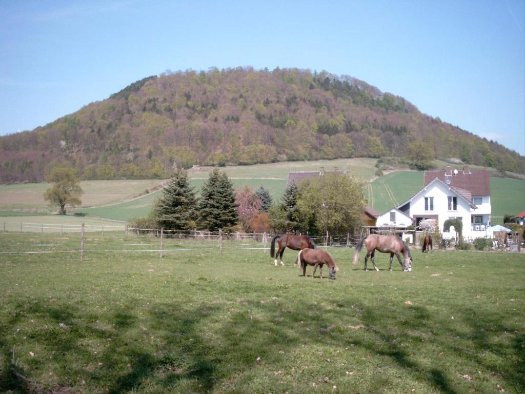 drei Pferde, die auf einem Feld vor einem Haus grasen in der Unterkunft MW Ferienwohnung Höxter Weserbergland an der Weser in Höxter