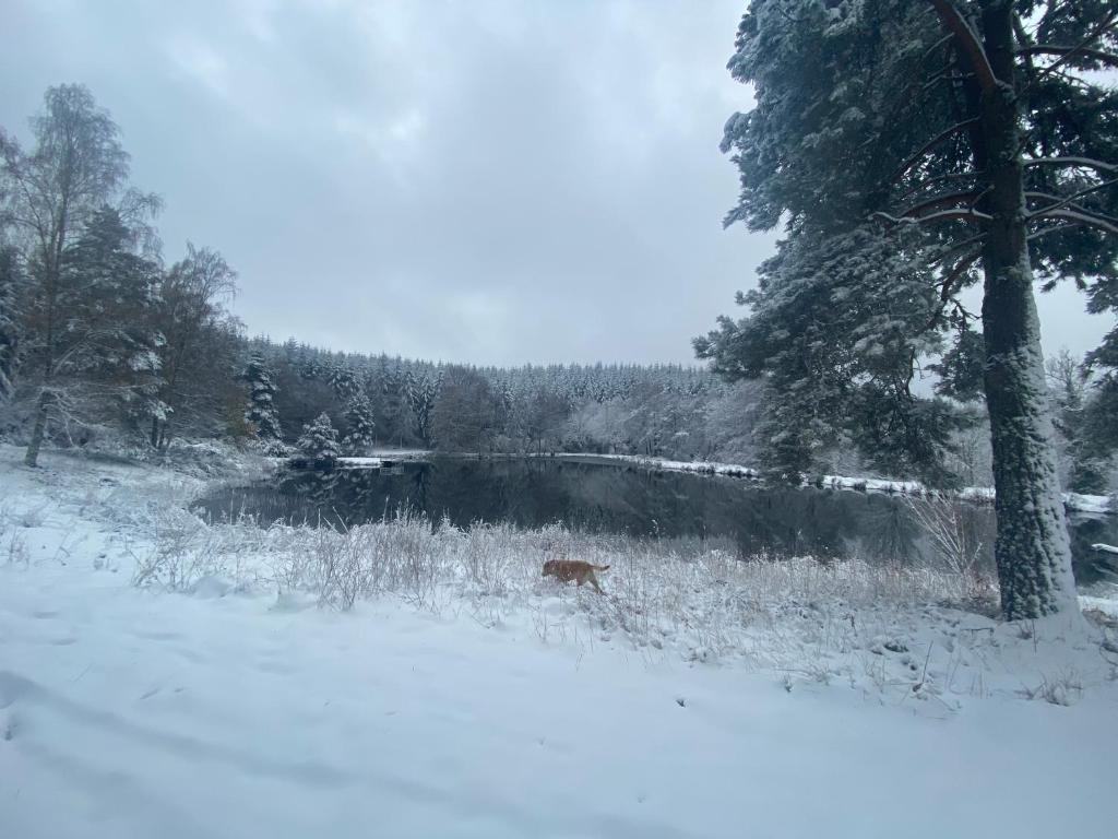 a dog walking in the snow next to a pond at Morvan La Pastourelle in Quarré-les-Tombes