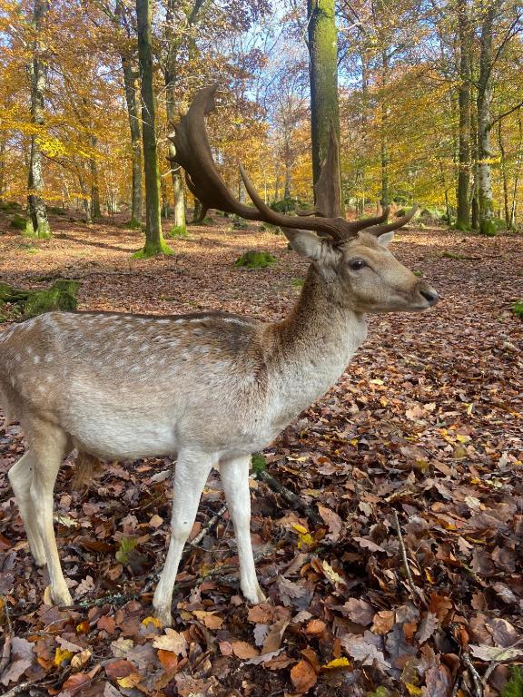 a deer with horns standing in the woods at Ancienne Auberge des Brizards - Morvan (14 personnes) in Quarré-les-Tombes