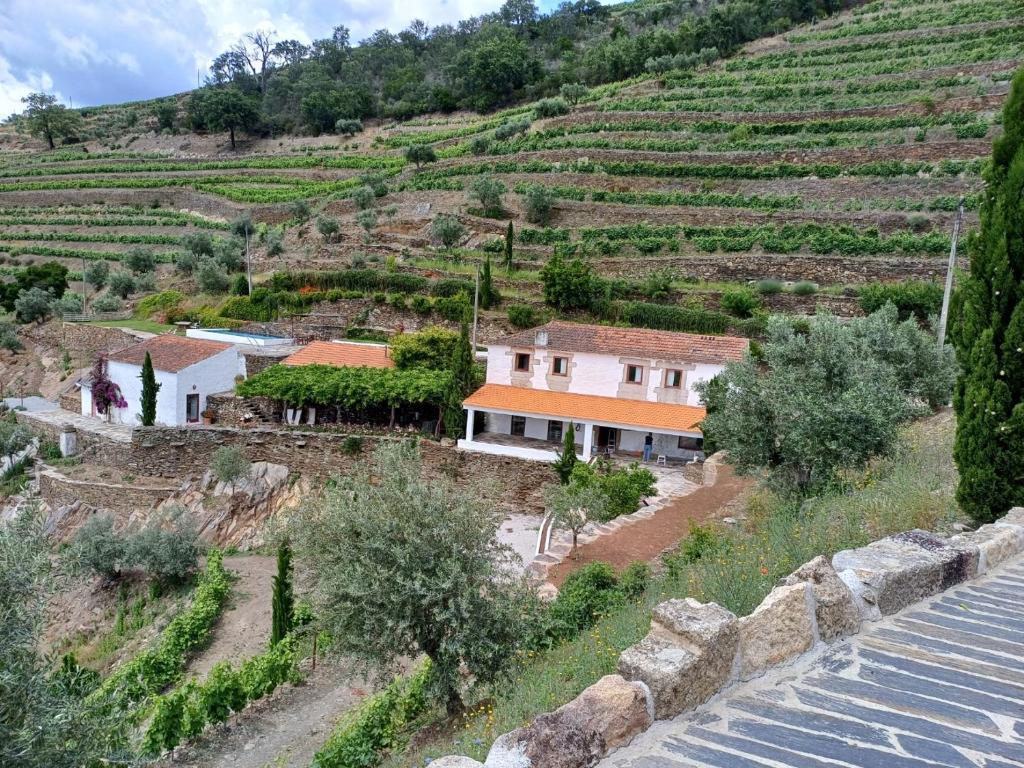 une maison sur une colline avec un vignoble dans l'établissement Country house Quinta da Salgueira, à Alijó