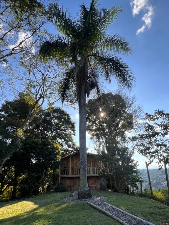 un palmier devant une maison dans l'établissement Cabaña Bamboo House, à Calarcá