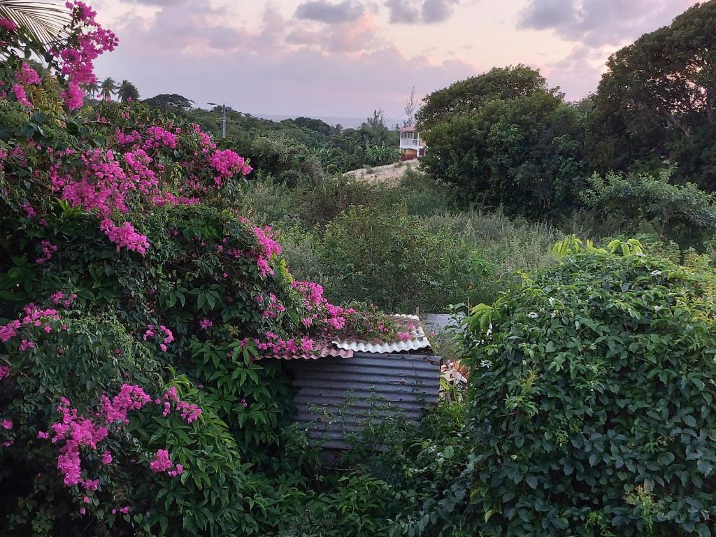 a garden with pink flowers and bushes at Chambre avec terrasse vue mer in Grand-Bourg