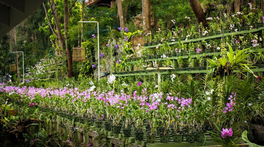 Ein Garten an der Unterkunft Thavorn Palm Beach Resort Phuket