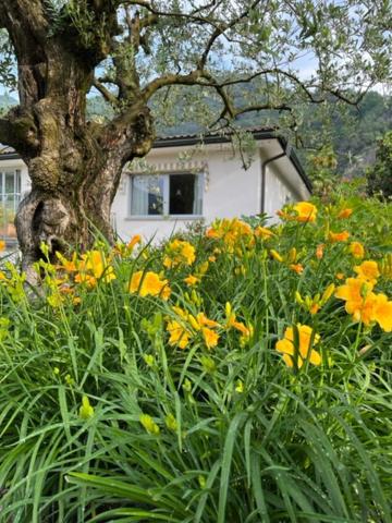 une brousse de fleurs jaunes devant un arbre dans l'établissement Sansoucis, à Tegna