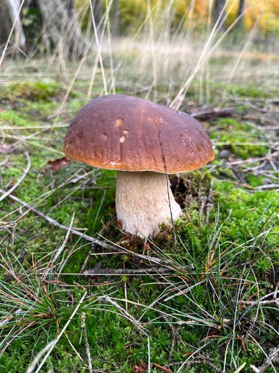 Fotografie z fotogalerie ubytování Gemütliches Eifeler Gästehäuschen v destinaci Nettersheim