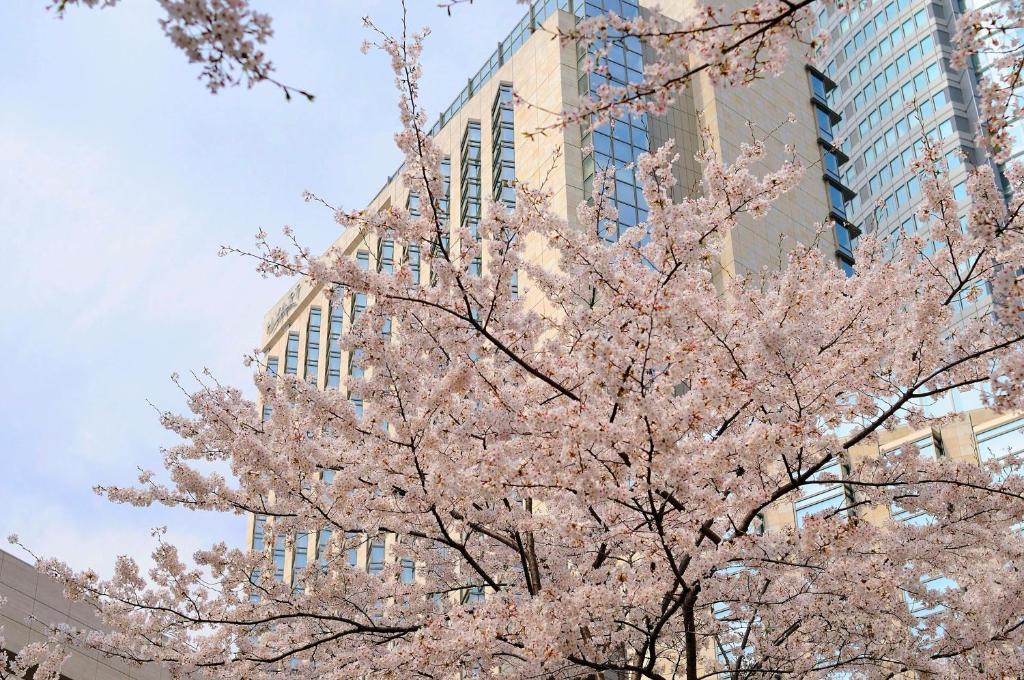 a tree with pink flowers in front of a building at Grand Hyatt Tokyo in Tokyo