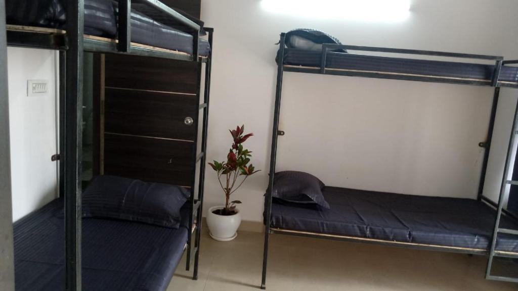 2 Etagenbetten in einem Zimmer mit Topfpflanze in der Unterkunft Bayweaver nests homestay in Royal plaza 810 in Lucknow