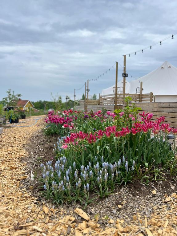 Zahrada ubytování Vättervy Glamping