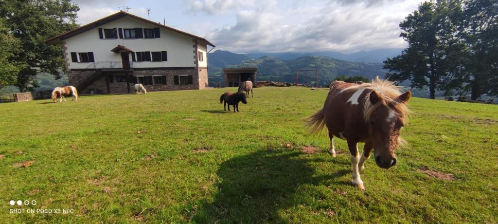 Zvířata v venkovského domu nebo okolí