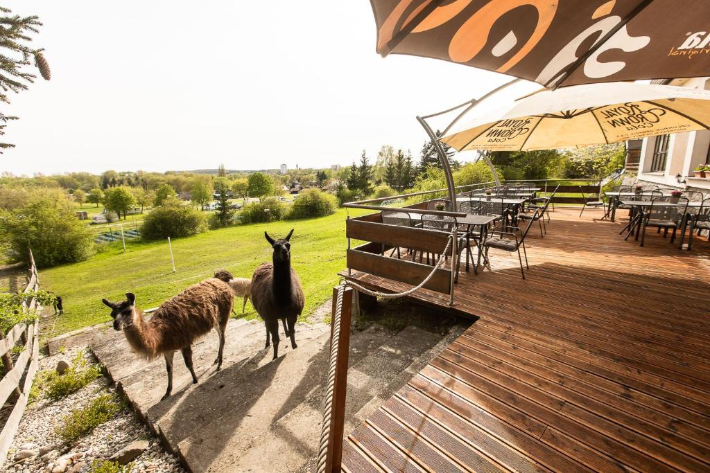 Zvířata v hotelu nebo okolí