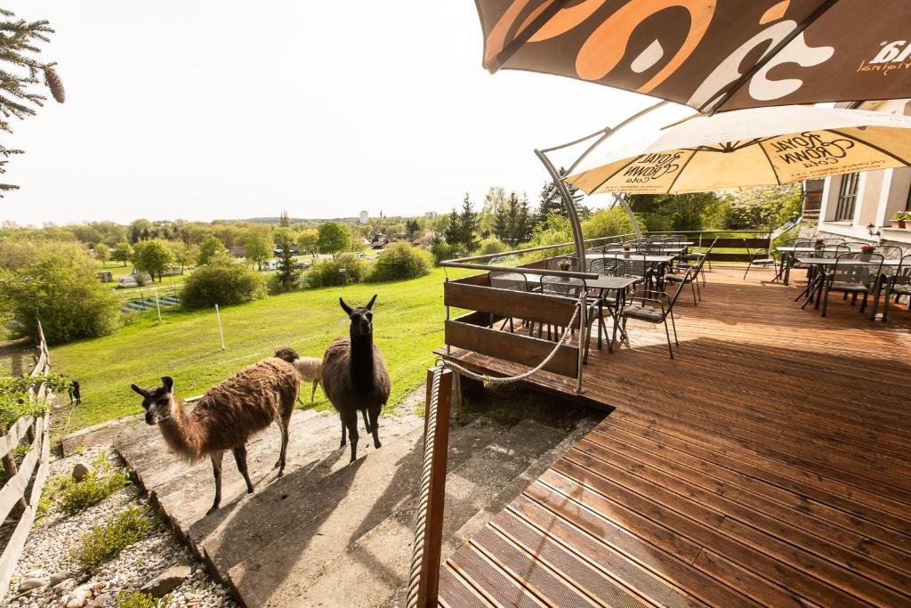 3 Lamas gehen auf dem Deck eines Restaurants in der Unterkunft Hotel Rozkoš in Česká Skalice