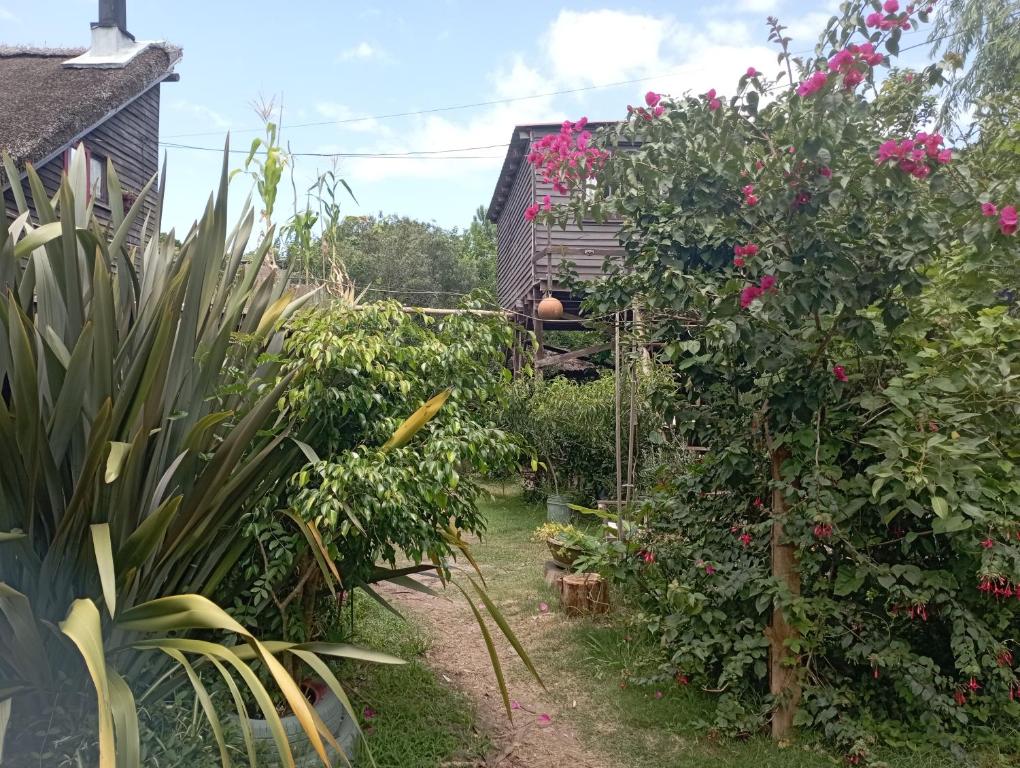a garden with pink flowers and a house at Nature Hostel in Barra de Valizas
