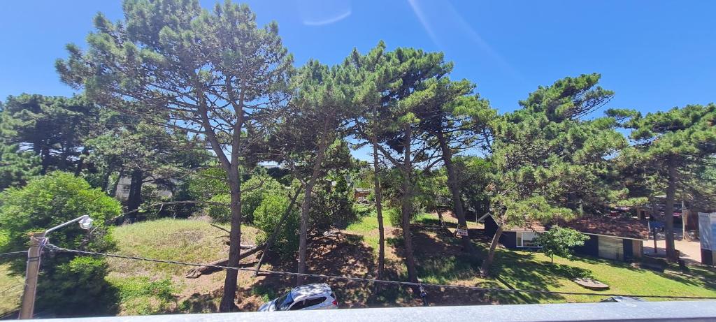 a group of trees on top of a hill at PuroBeach in Mar Azul