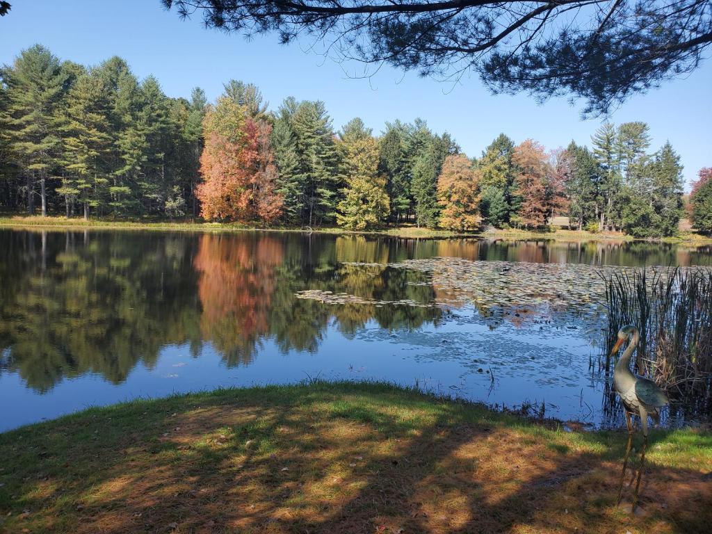Un uccello che si erge sull'erba vicino a un lago di Paper Mill Pines Bed and Breakfast a Shickshinny