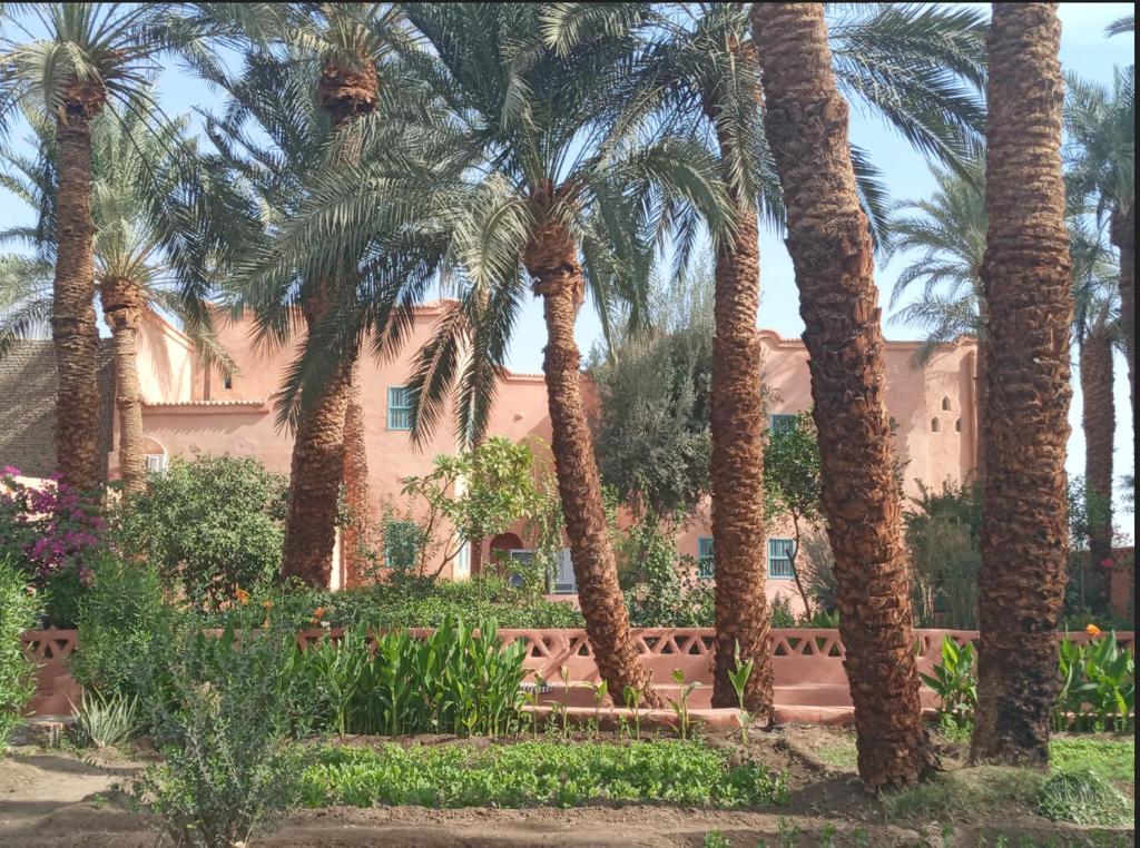 a group of palm trees in front of a house at Bab Al Samawy in Luxor