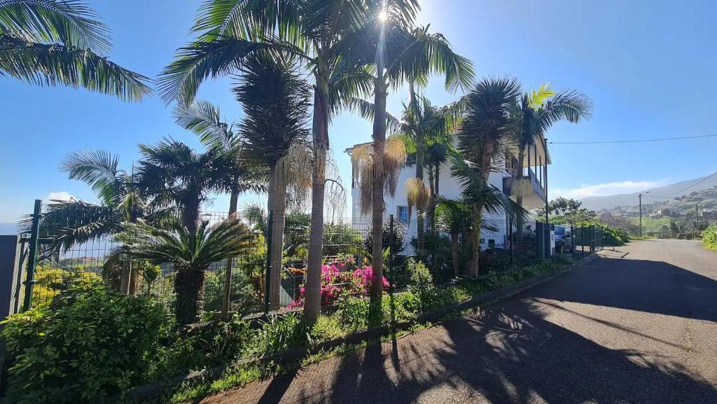 eine Straße mit Palmen und einem Gebäude in der Unterkunft Villa Alta Vista in São Jorge