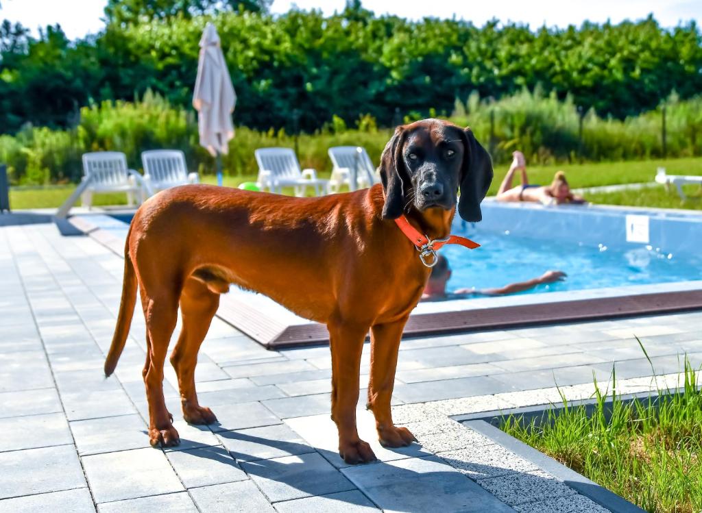 een grote bruine hond die naast een zwembad staat bij Apartamenty Biel i Zieleń in Nacmierz