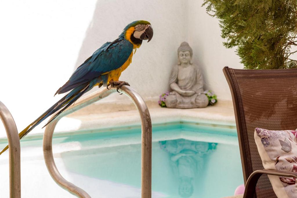 un pájaro colorido sentado en una silla junto a una piscina en Marias House - Magnifique Apartments, en Santa Marta