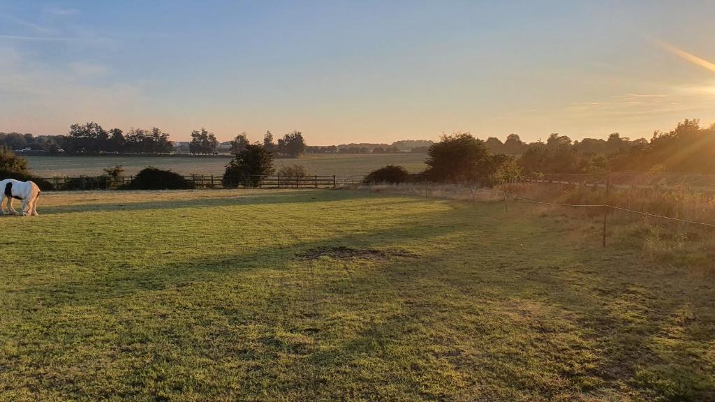 a horse grazing in a field with a fence at The Fox Pod at Nelson Park Riding Centre Ltd in Birchington