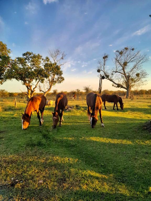 un grupo de caballos pastando en un campo en ESTANCIA SAN BALTAZAR en Cazadores Correntinos