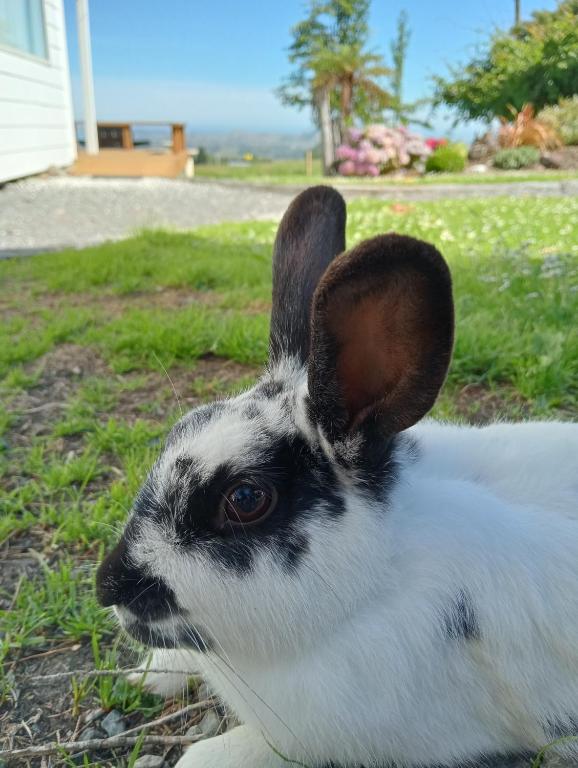 Kereru Cottage - Resim 18