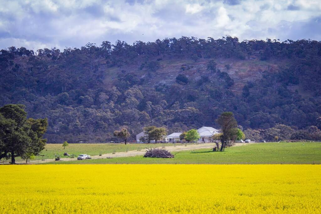 ein Feld von gelbem Raps vor einem Berg in der Unterkunft Beckworth Retreat - Ahh, the serenity! in Clunes