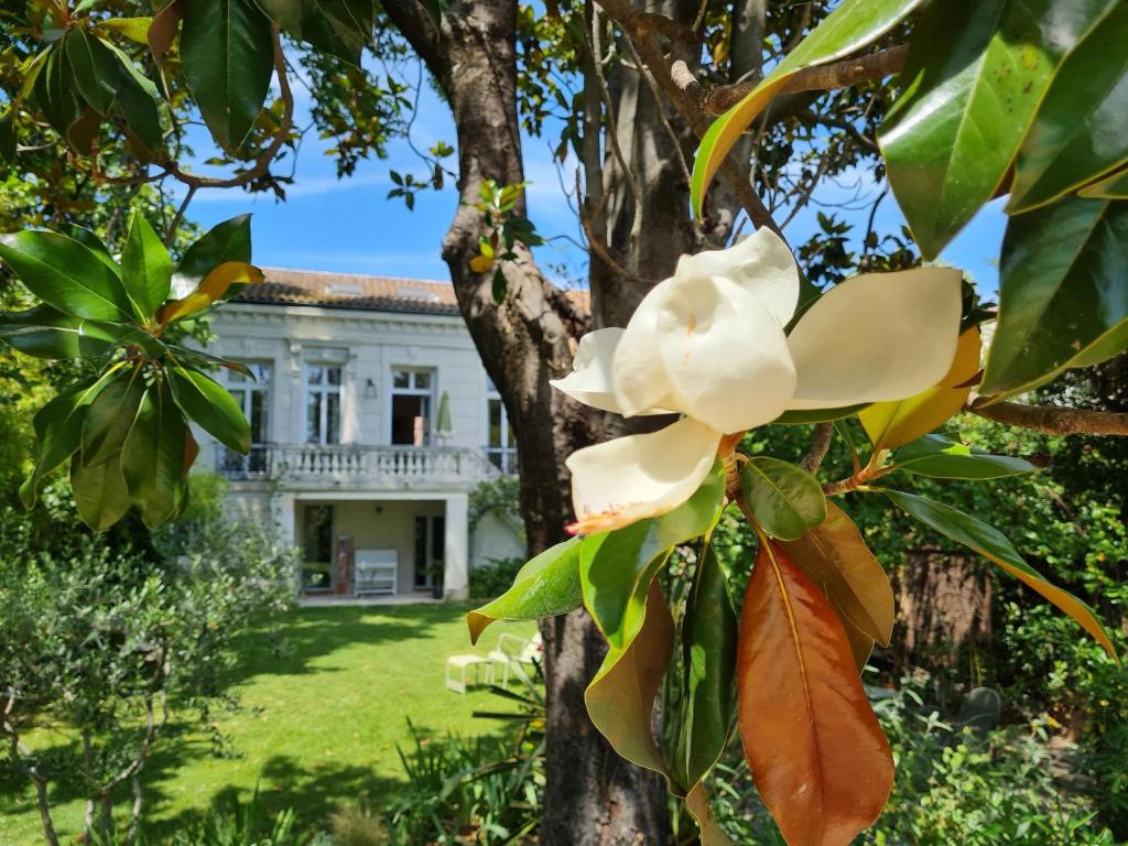 uma magnólia em frente a uma casa em Villa Aigarden maison d'hôtes em Avignon